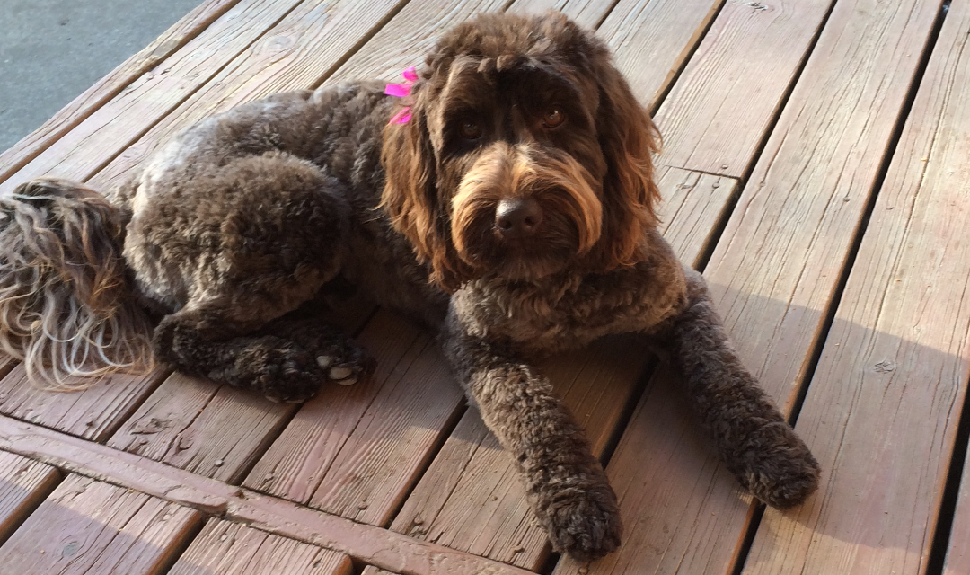 We have puppy counts!