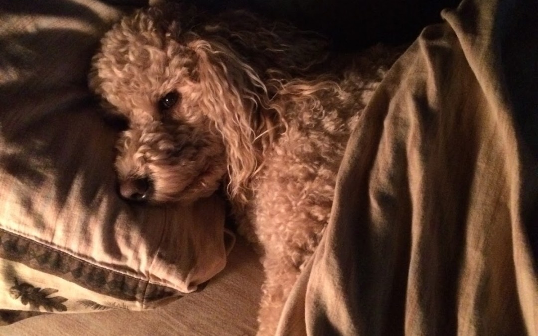 Lazy day on the river