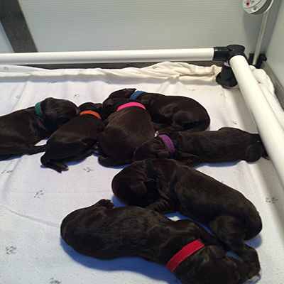 Nellie’s pups: Day 3