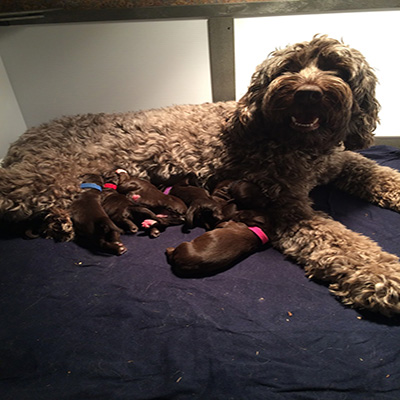Nellie’s puppies are officially two days old